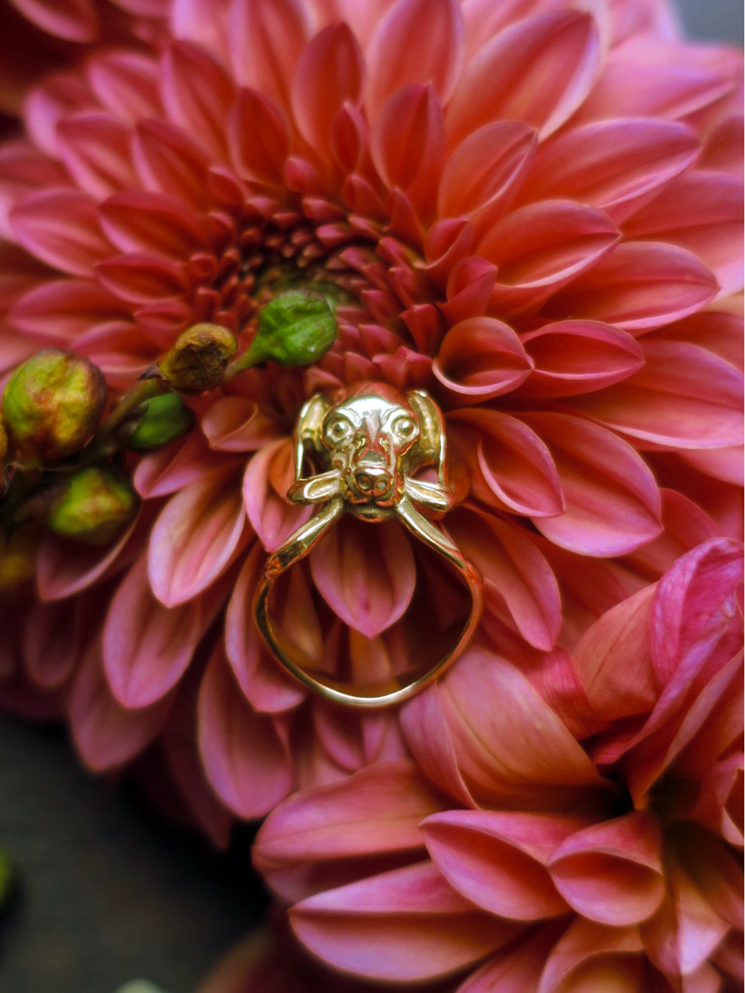 “Gift” dog ring/ gold